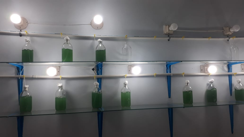 Produk-produk Unggulan CoE Microalgae Biorefinery – PUIPT Microalgae ...